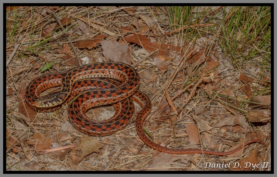 How To Identify Garter Snakes In Florida? Know The Signs How To Identify Garter Snakes In Florida? Know The Signs
