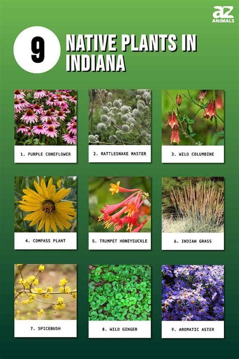 How To Identify Indiana Native Trees? Easy Tips