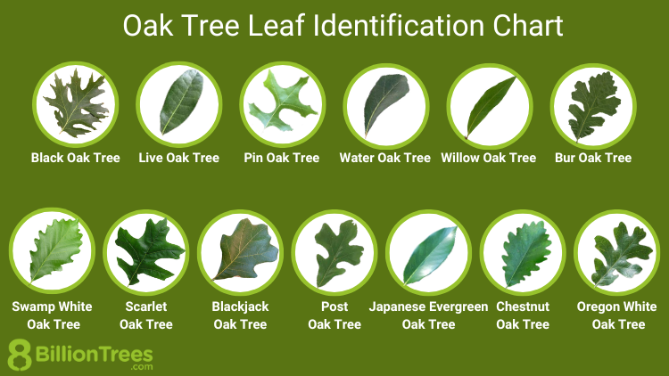How To Identify Oak Leaf Shapes? Easy Recognition Tips