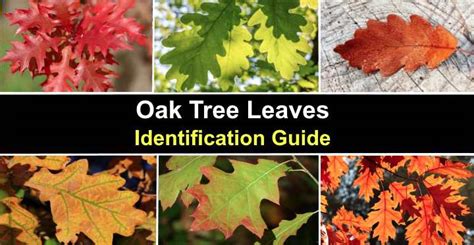 How To Identify Oak Trees By Leaf Shape? How To Identify Oak Trees By Leaf Shape?