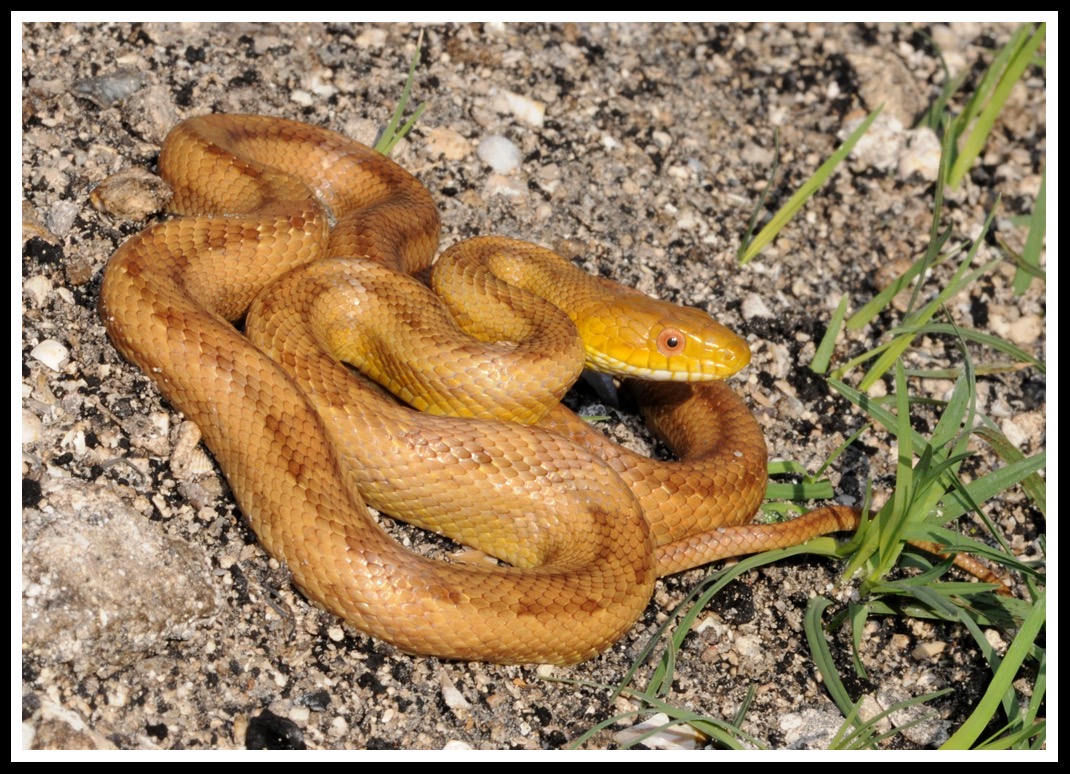 How To Identify Rat Snakes? Florida Guide And Photos