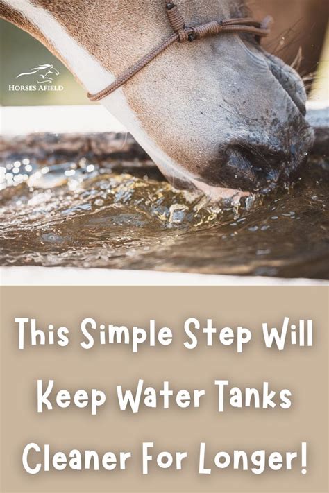 How To Keep Water Trough Clean? Easy Solutions