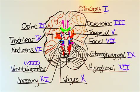 How To Label Cranial Nerves? A Simple Guide How To Label Cranial Nerves? A Simple Guide
