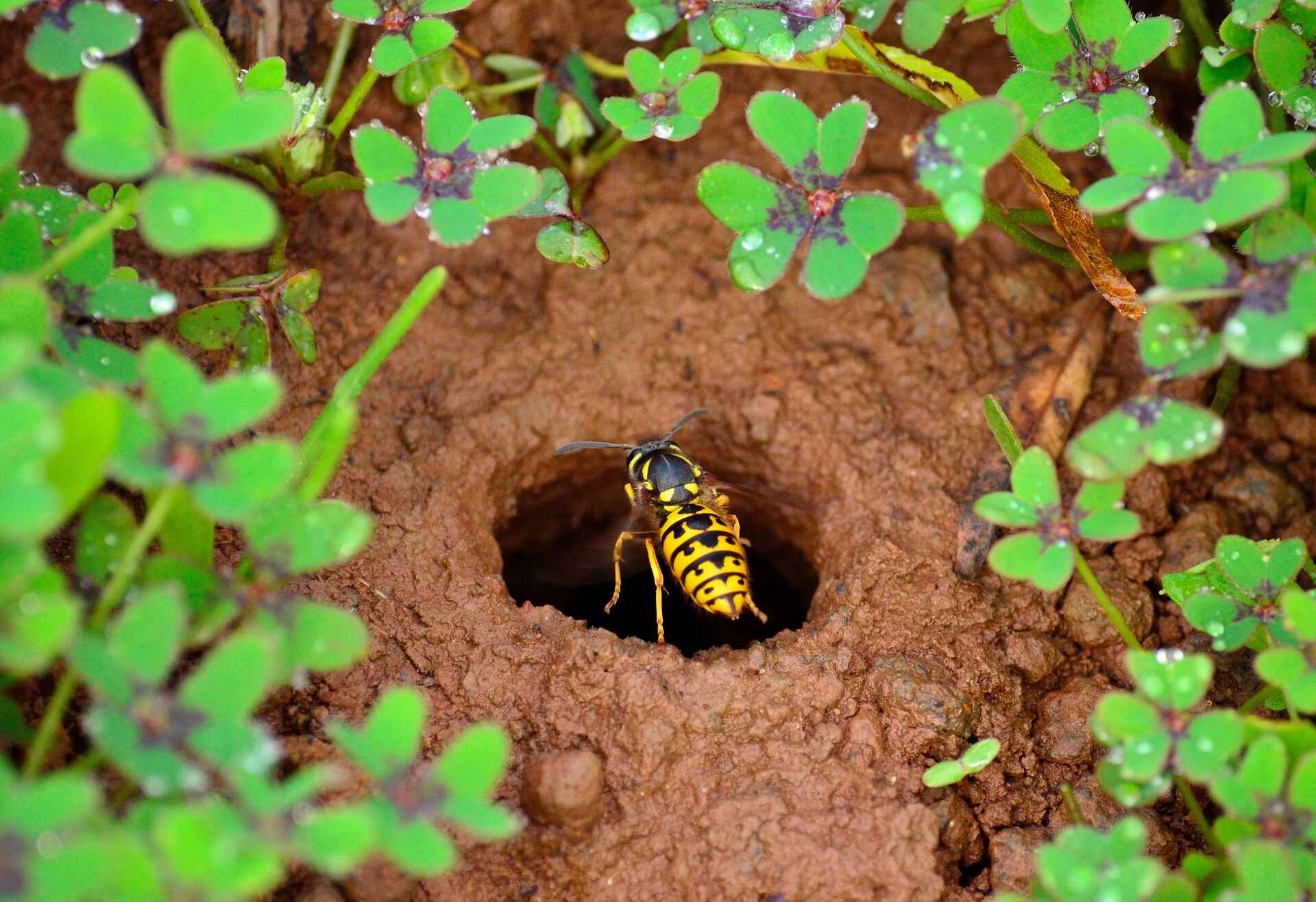 How To Prevent Ground Wasps
