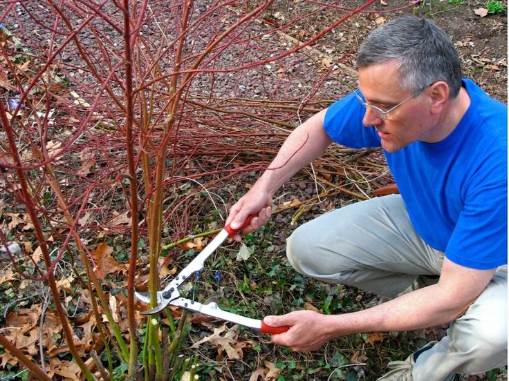 How To Prune Yellow Twig Dogwoods? Easy Guide