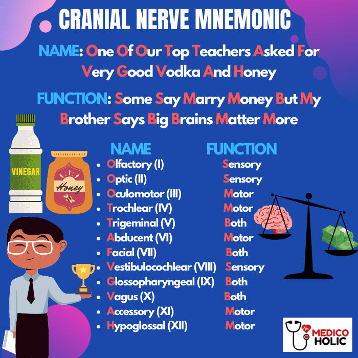 How To Remember The Cranial Nerves How To Remember The Cranial Nerves