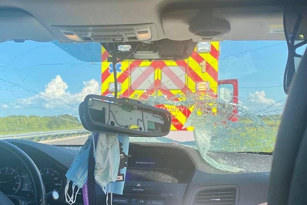 How To Remove Turtle From Windshield Safely?