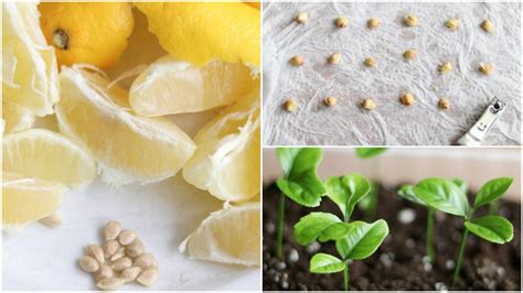 How To Start Lemon Tree From Seed Successfully Today