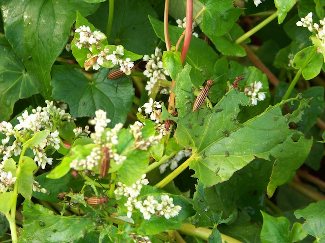 How To Stop Little Orange Insects From Damaging Plants