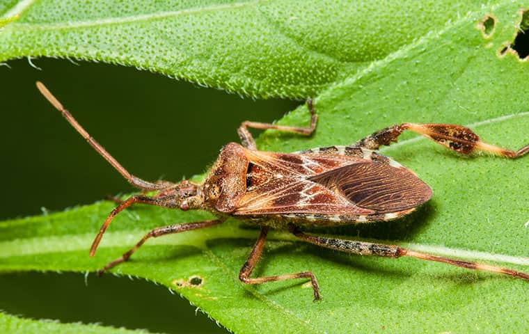 How To Stop Western Conifer Seed Bugs? Quick Eradication Methods