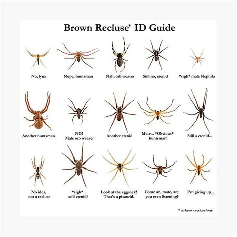 How To Tell Wolf Spider From Brown Recluse? Id Tips How To Tell Wolf Spider From Brown Recluse? Id Tips