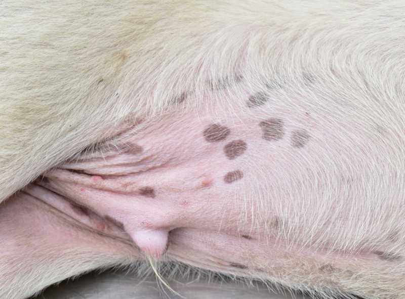 How To Treat Black Spot On Dog's Skin? Home Solutions How To Treat Black Spot On Dog's Skin? Home Solutions
