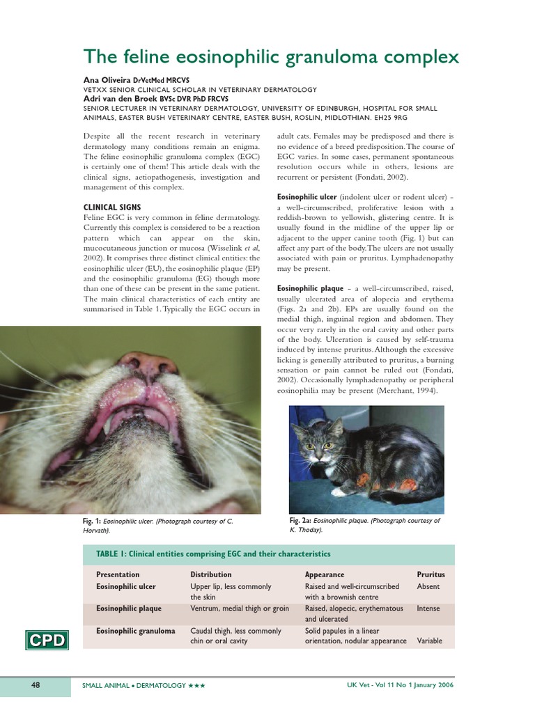 How To Treat Feline Eosinophilic Granuloma Complex? Vet Advice How To Treat Feline Eosinophilic Granuloma Complex? Vet Advice