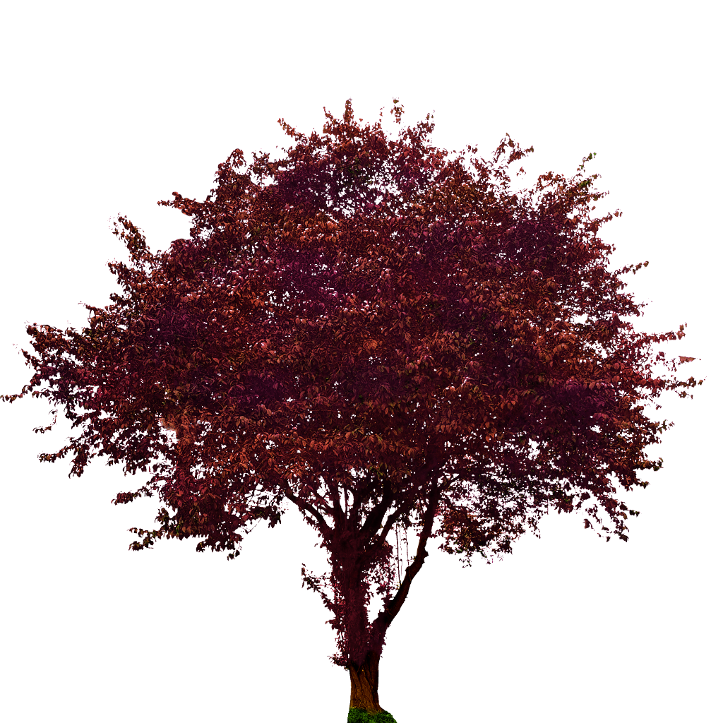 How To Treat Purple Leaf Plum Tree Diseases Fast?