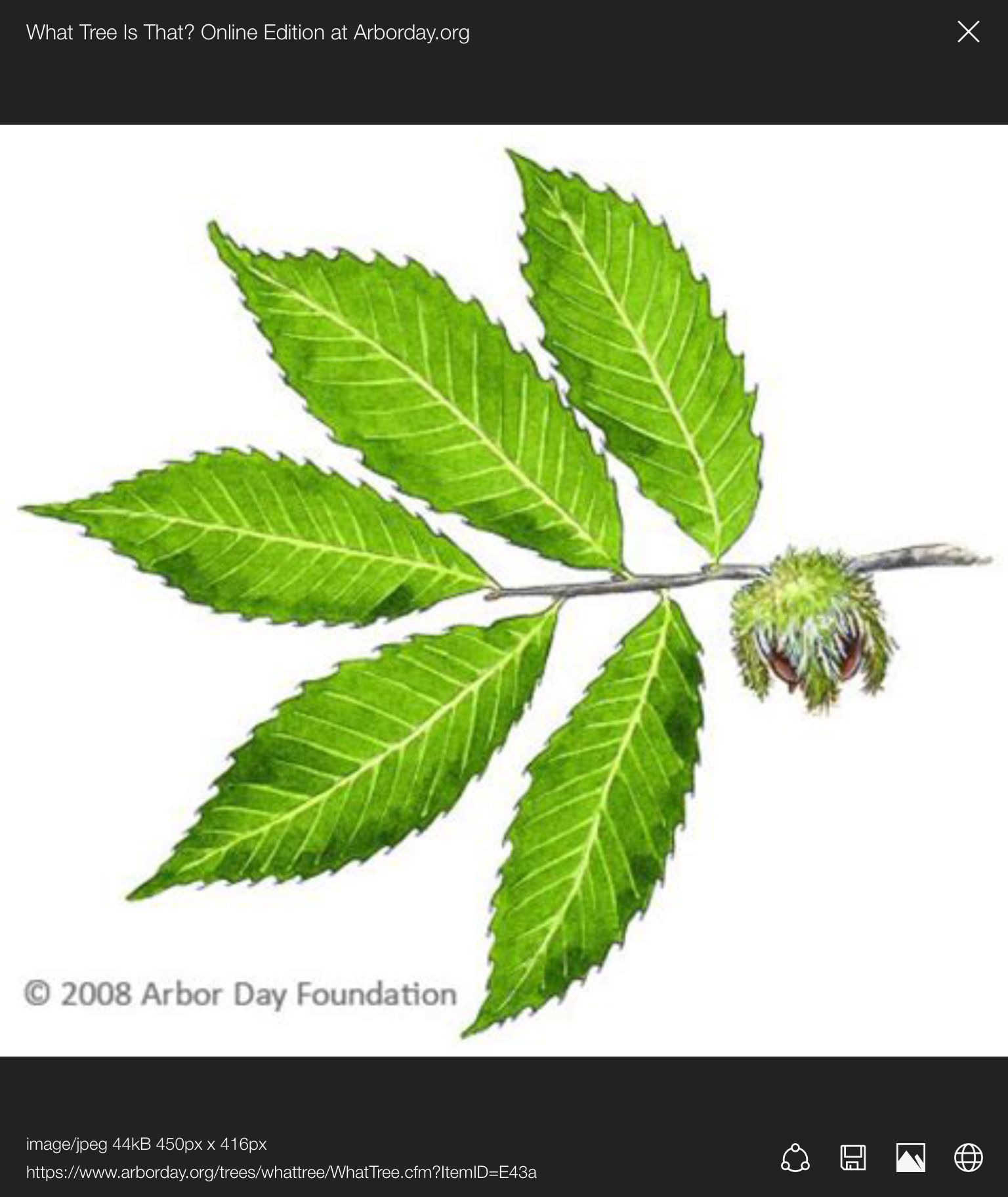 Identification Chestnut Tree Leaves