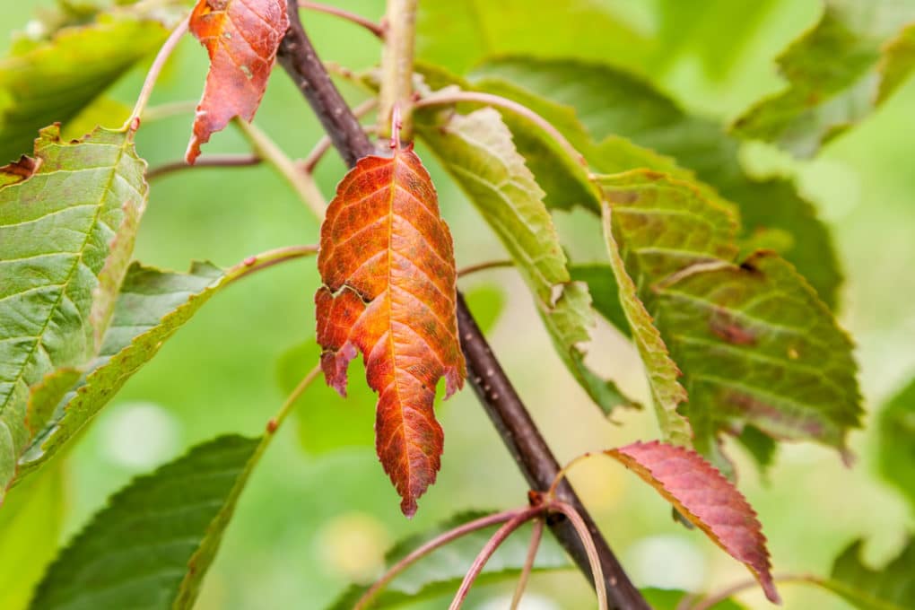 Images Of Cherry Tree Diseases Images Of Cherry Tree Diseases
