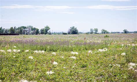 Invasive Species Grasslands