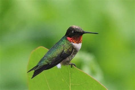 Is There Hummingbirds In Florida Is There Hummingbirds In Florida