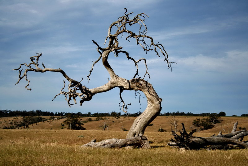 Kill A Tree
