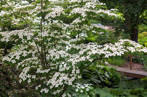 Kousa Dogwood Care And Growing Guide Kousa Dogwood Care And Growing Guide