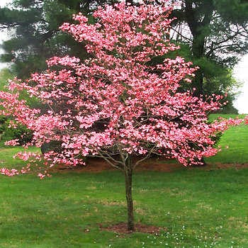 Kwanzan Cherry Care: Boost Tree Growth Rate