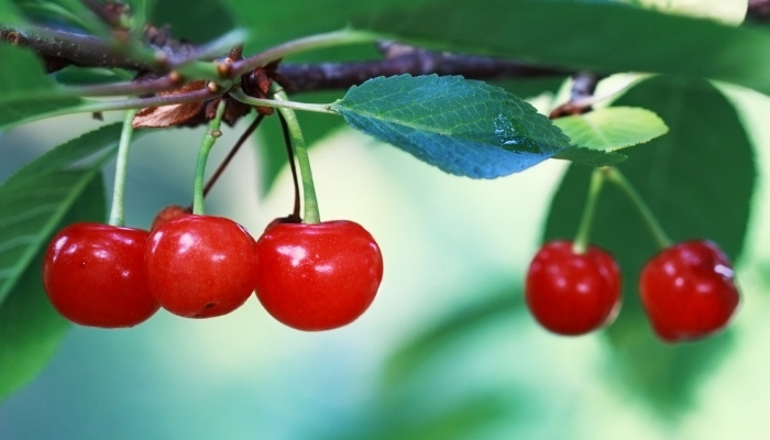 Kwanzan Cherry Tree Growth Rate