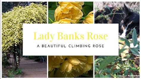 Lady Banks Rose Care: Troubleshooting Made Easy