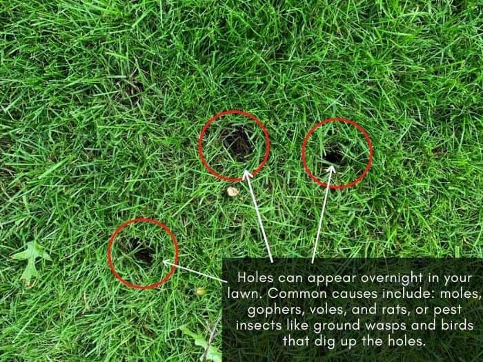 Lawn Holes Guide: Permanent Solutions