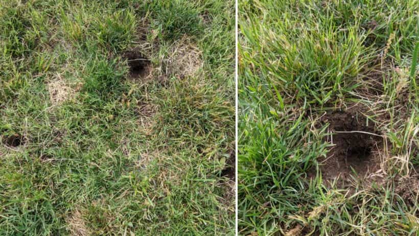Lawn Holes: Identify And Fill Them Quickly Lawn Holes: Identify And Fill Them Quickly
