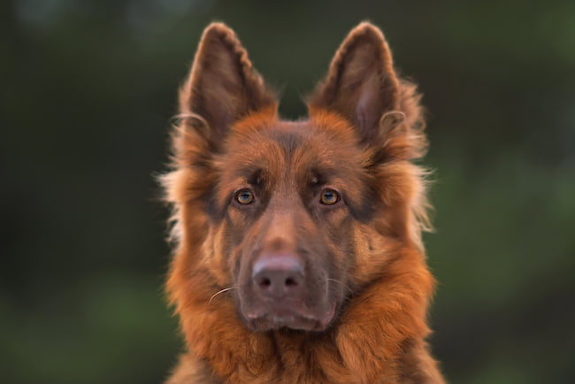 Liver German Shepherd: Know The Health Risks