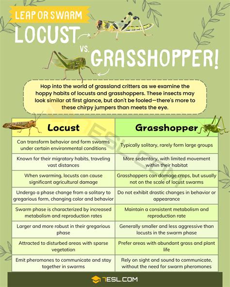Locust Vs Cicada Vs Grasshopper