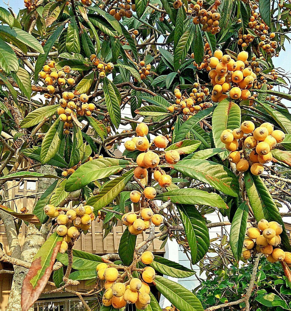 Loquat Tree In Spanish