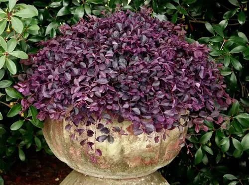 Loropetalum Care Tips: Vibrant Purple Blooms
