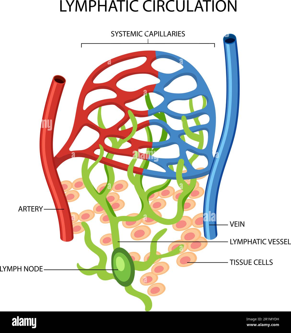 Lymphatic System Of Dogs