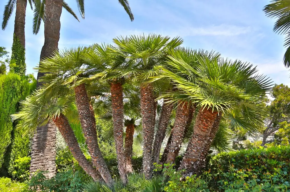 Mediterranean Fan Palm: Optimal Height Care Tips