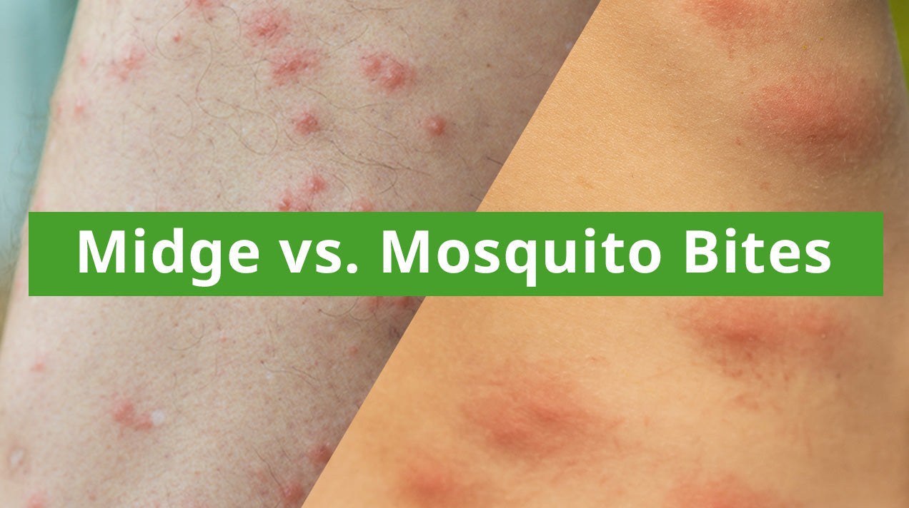 Midge Bites Vs Mosquito Bites