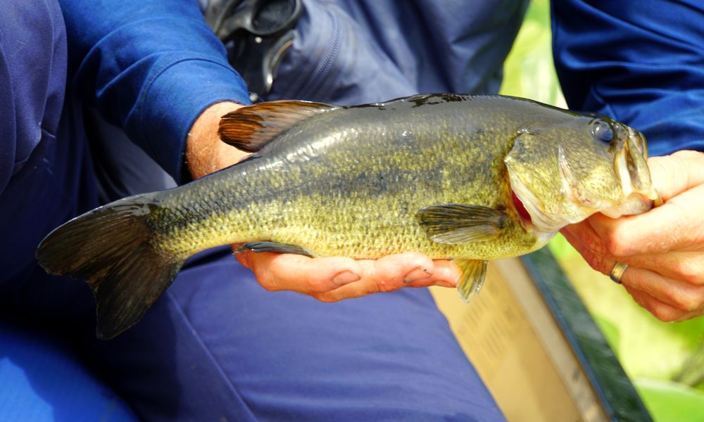 Most Common Fish To Catch