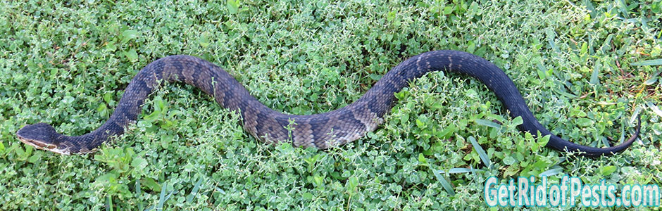 Mothballs To Repel Snakes