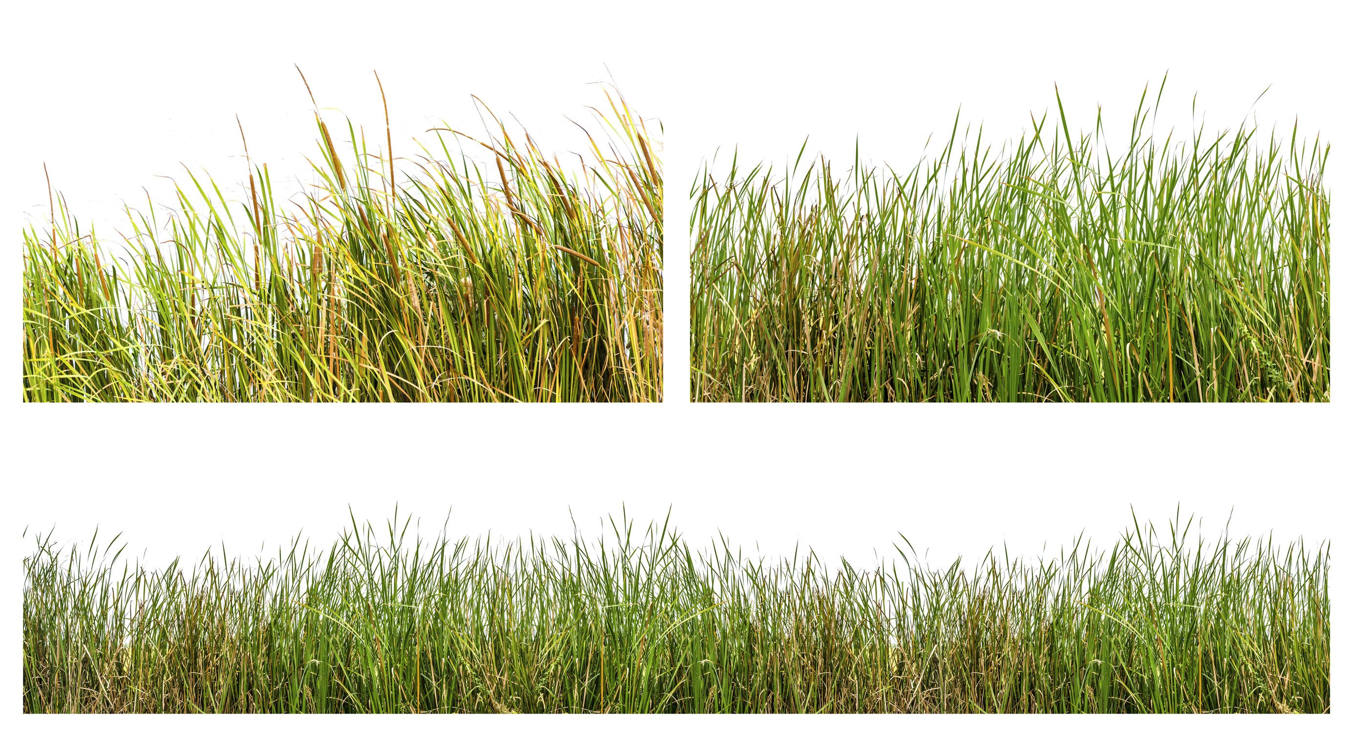 Native Arizona Grass: Landscaping Benefits