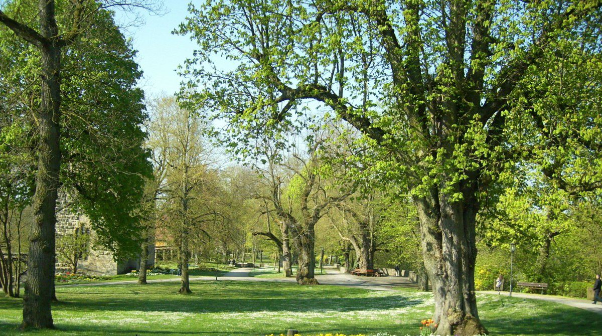 Native Texas Trees: Identify And Care Easily
