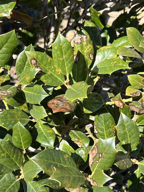 Nellie Stevens Holly Disease: Prevention And Care Tips Nellie Stevens Holly Disease: Prevention And Care Tips