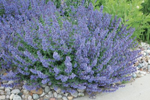 Nepeta Low Growing