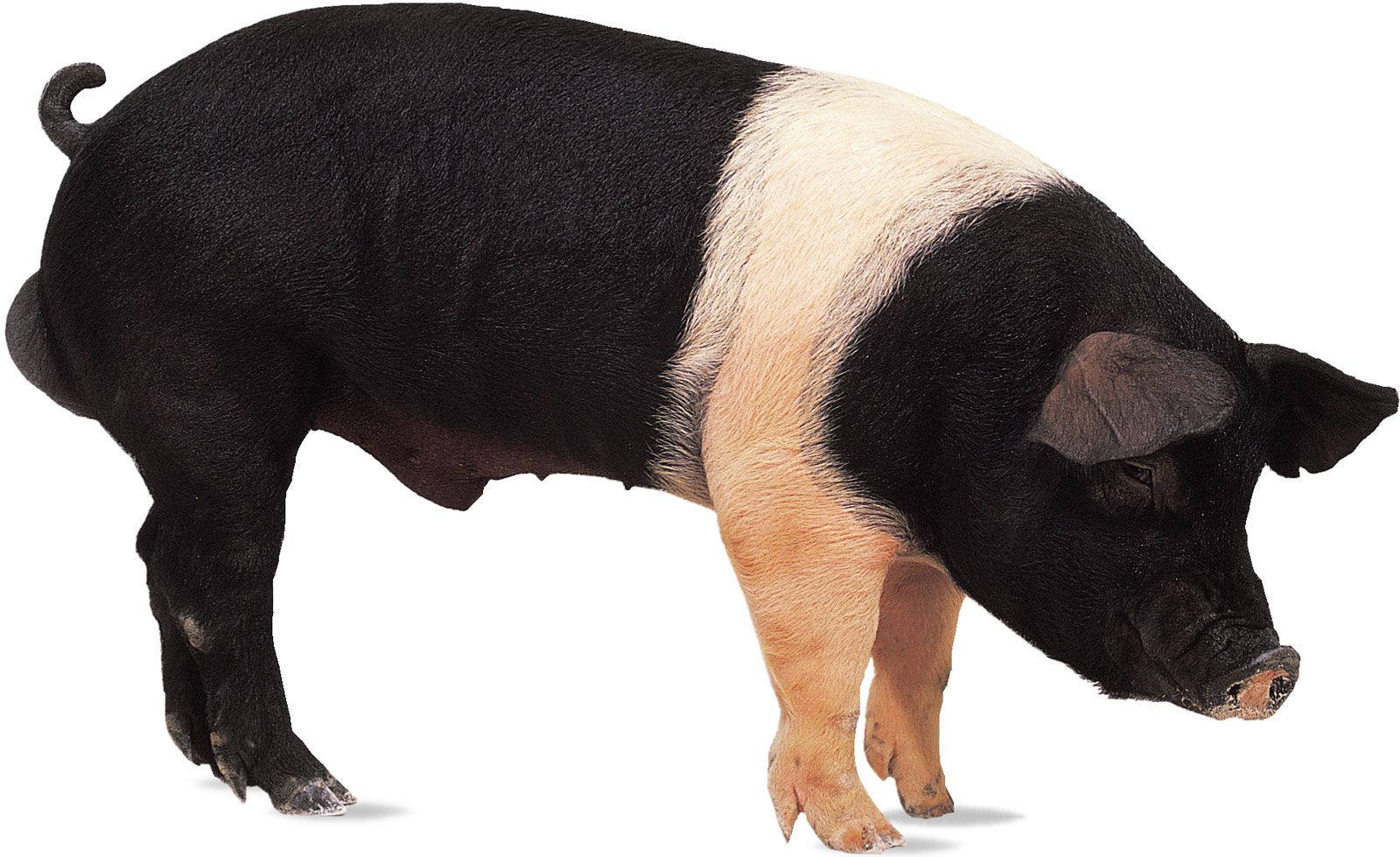 New Hampshire Breed