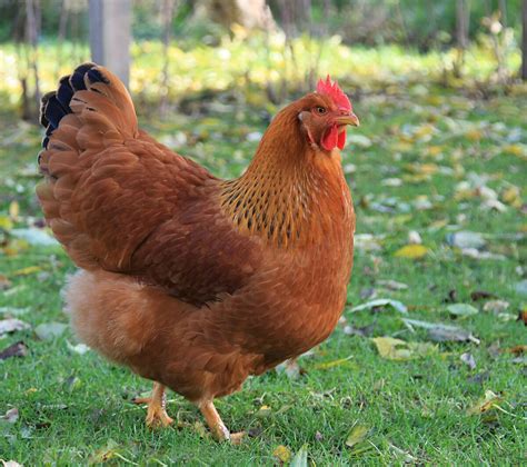 New Hampshire Poultry Breed