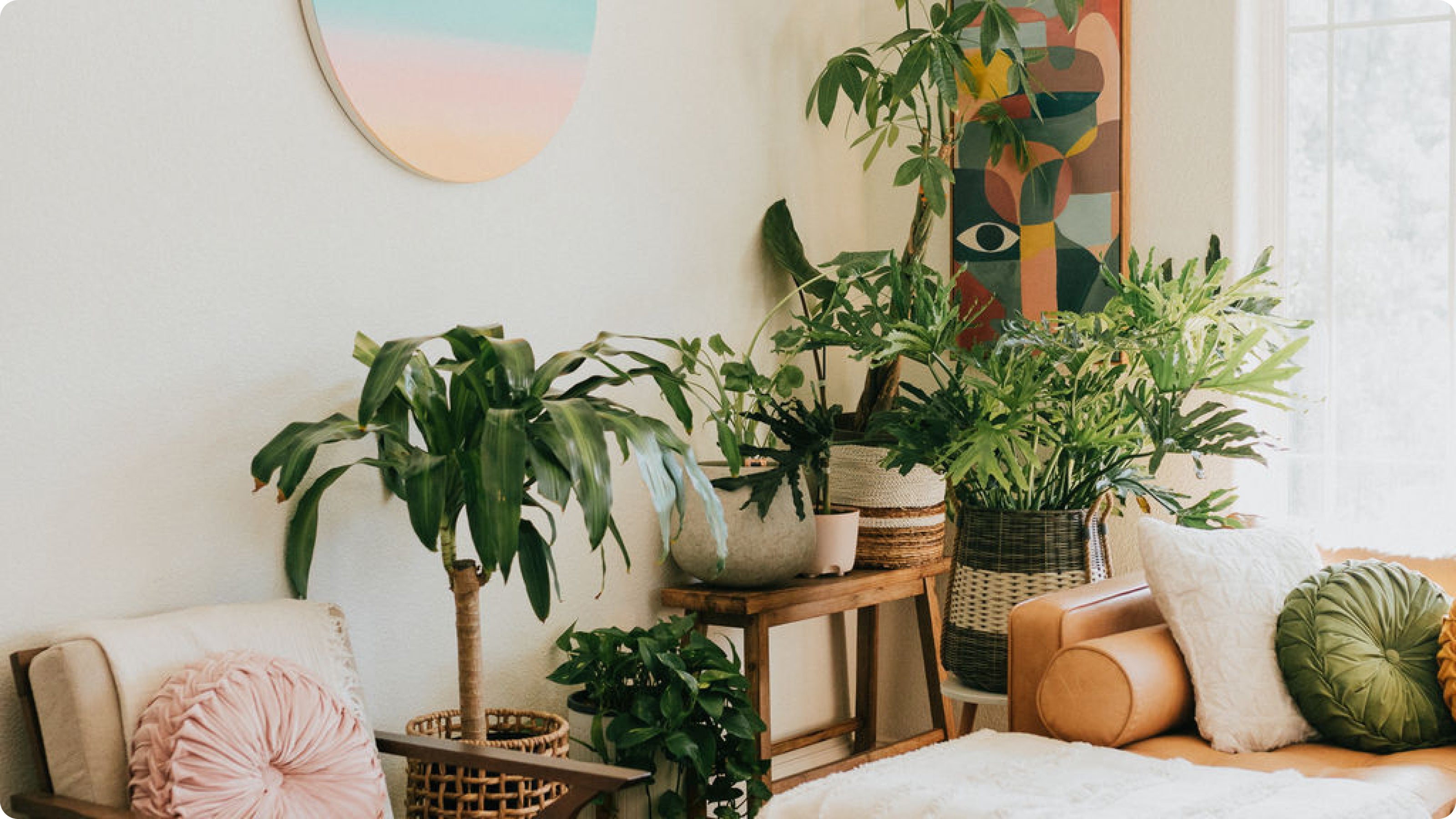 Norfolk Pine Temperature Tolerance