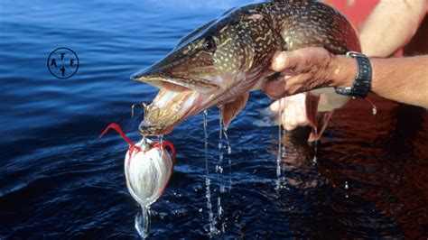 Northern Pike Teeth Guide: Safety Tips