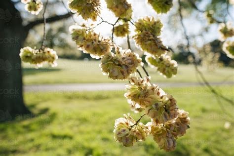 Oak Tree Bloom Oak Tree Bloom