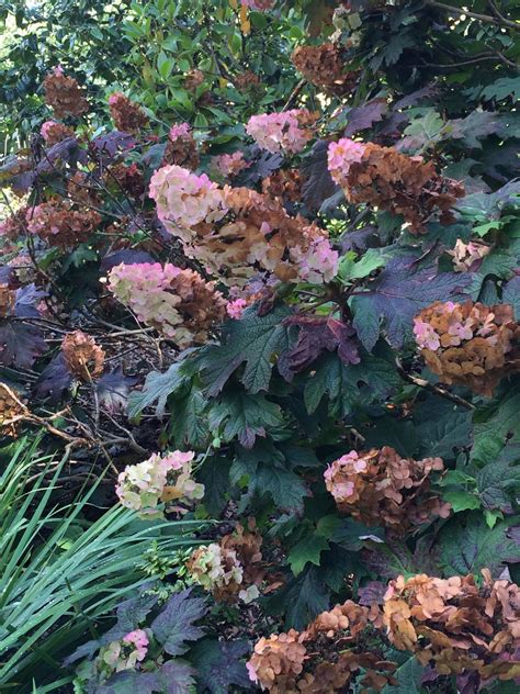 Oakleaf Hydrangea Not Blooming: Fix Common Issues Oakleaf Hydrangea Not Blooming: Fix Common Issues