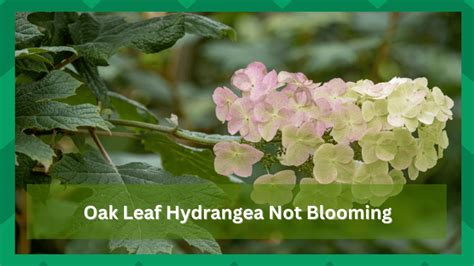 Oakleaf Hydrangea Not Blooming