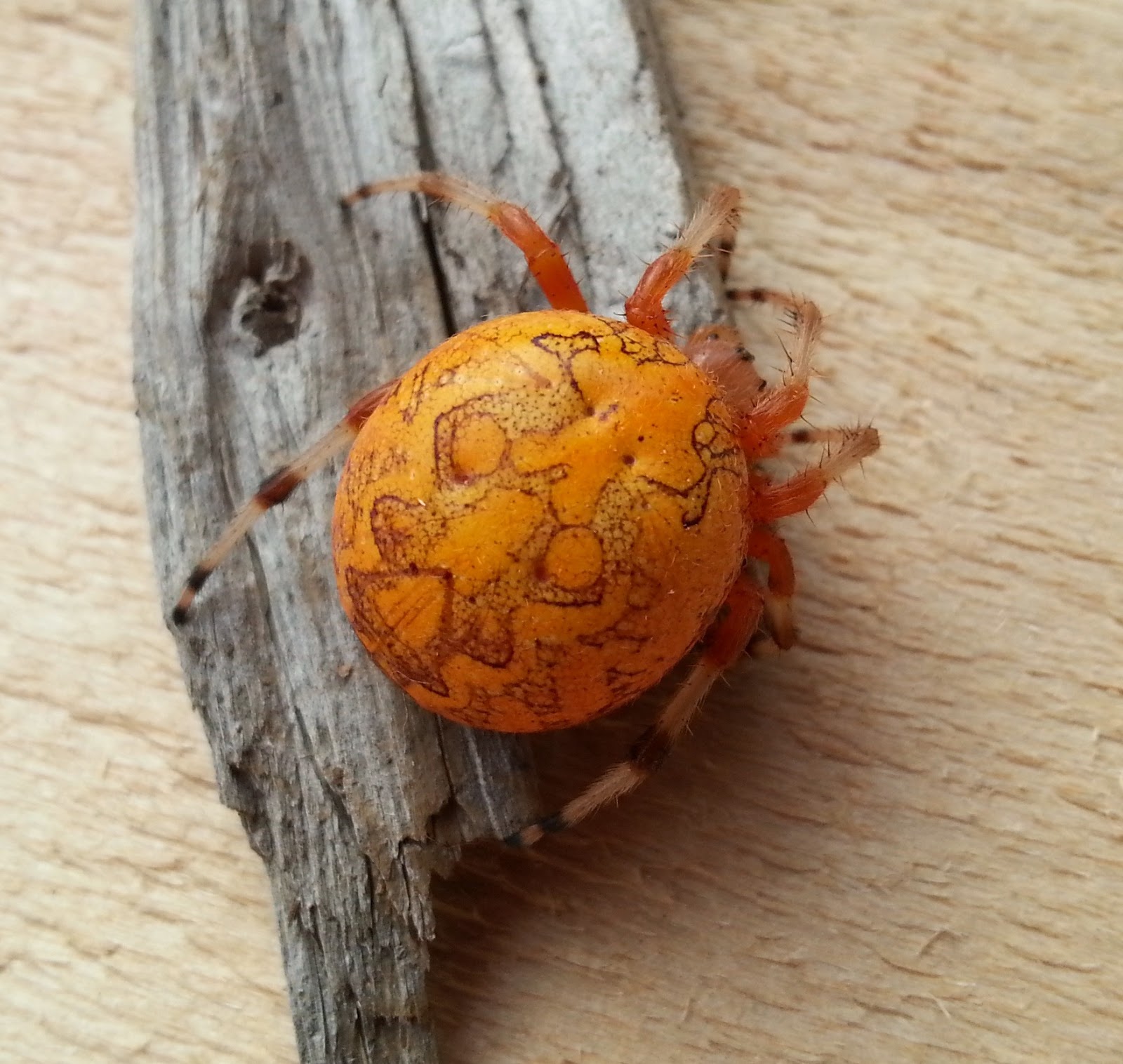 Orb Weaver Spider Pennsylvania: Identification Guide